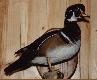 Wood Duck - Kaczka le�na - jedna z naj�adniej upierzonych.