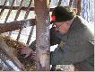Tradycyjnie kol. Nadolski wk�ada op�atek do siana.