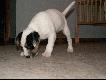 Parson Russel Terrier
Moj nowy towarzysz 
