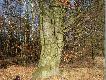 Du�y buk , w obwodzie ma prawie 4 metry - sam mierzy�em :)