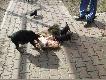  Miesi�czne Jagi po Poli i Tornado, pierwsze spotkanie z dzicz� sk�r�:)))