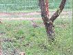 kura ktra zostaa wypuszczona na samym pocztku - trzyma sie w sadzie gdzie prawdopodobnie siedzi na jajach
