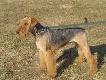 Airedale Terier
