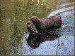 oto efekt! piesek w swoim �ywiole.