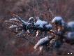 Na termometrze -20 C, zza horyzontu nie�mia�o wychyla si� s�o�ce... 