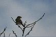 In�ynier obserwator.