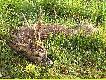 Polowanie dewizowe
Przedstawiam kilka fotek z polowania dewizowego kt�re odby�o sie w moim kole .Ja pe�ni�em role podprowadzaj�cego i podprowadzilem my�liwego pod 4 koz�y 3 selekty i 1 �ownego