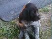 szczeniaki wy��a niemieckiego szorstkow�
Mam szczeniaki wy��a niemieckiego szorstkow�osego na sprzeda�. Szczeniaki po rodzicach intensywnie poluj�cych w polu, wodzie po farbie i tropie.  Urodzone 30.07.2009r, do odbioru po 15.09.2009r. Telefon do mnie 606 476 270