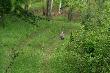 Mama wyprowadza swojego m�odego na spacer.Czeka�em dwa dni z rz�du i si� uda�o :-)Uchwycone w kadrze!