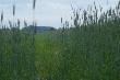Wracaj�c autem z polowania zobaczy�em koz�a stoj�cego na drodze pomi�dzy uprawami �yta.Wrzuci�em wsteczny opu�ci�em szyb� w aucie i w��czy�em aparat.Co by�o dalej zobaczcie sami :-) kozio� by� szybszy i zosta�y w kadrze tylko tylnie cewki:-)