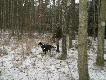 Polowania (kopovy i sp�ka) cz.III
W dniu 06.01.2010r. mieli�my okazj� polowa� w K� Szarak w Barlinku. Na polowaniu podk�adane by�y moje psy oraz psy moich braci a tak�e psy Gerarda(forumowego 1111). K� Szarak go�ci�o my�liwych z Belgii oraz z Niemiec.