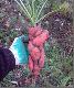 Zm�towana Marchewa...
