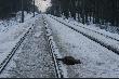 �mier� na torach...
Smutne lecz zdarza si� tak cz�sto...Zwierzyna nie ma szans z poci�giem....Efekty wida�...