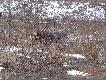Psy Kol. W�odka
