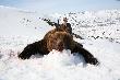 Nied�wied� brunatny waga ok.450kg.