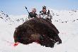 Nied�wied� brunatny waga ok.550kg.