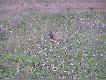 �ania wysz�a z zaro�li dos�ownie na rzut beretem