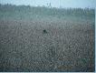 kiedy dosta�y ode mnie wiatru locha poprowadzi�a gromadk� w kierdunku ziemniak�w