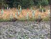 Nie mog�em uwierzy�, godzina 19:15 i mam pod ambon� dwa �adne przelatki, oczywi�cie najpierw zrobi�em zdj�cia a potem wzi��em do r�ki sztucer...