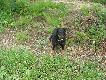 MA�Y ALE JAKI ZWINNY!!!
TEGO PSA DOSTA�EM OD S�SIADA ,
GDY� NIE M�G� GO
UTSZYMA� W DOMU.
NIC DZIWNEGO :))))