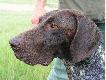 Jeden z naszych piesk�w, Atrej, �wie�o po zdobyciu 3 miejsca na Field Trialsach w Piotrkowie Trybunalskim - co wida� po minie.
Duma a� z kufy bije . . . .