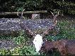 Diana r�wnie� jest nim zainteresowana.