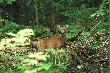 White Tail
Jelen wirginijski, zaskoczony moim aparatem