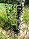 Drzewko kasztanowca zwyczajnego osonite przed zgryzaniem