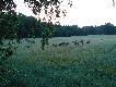  podpatrzone z ambony
g.20:30 z lewej strony ambony, oko�o 70 m. wysz�a mi mieszana chmara jeleni 27 sztuk, tu� za nimi  dwie lochy z warcho�ami, 15 minut po jeleniach, tym razem z prawej strony ambony na �er wysz�a chmara �a� z cielakami, 10 szt. . po drugiej stronie pola, jakie� 300m. dalej wysz�a nast�pna chmara jeleni, 6 szt, na tym samym polu, kolega widzia� inn� chmar�, 8 szt.i 2 byki oddzielnie oraz 5 dzik�w. Stan zwierzyny zadowalaj�cy. W linni prostej nieca�y kilometr od mojego ,,domku''.