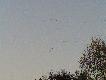 I zn�w g�si lec� i lec�...