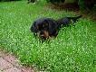 GRAAL Instynkt �owcy