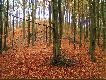 Pieknie wygl�da las bukowy o tej porze roku