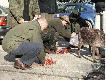 Rozstrzyganie sporu o kr�la pudlarzy.
