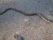 taki sobie Jaszczur
z wczorajszego spaceru.....
