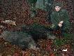 Polowania zbiorowe
Pokot z polowania zbiorowego - 2 dziki ok 80 kg ka�dy , 3 lisy 