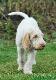 Spinone Italiano 
