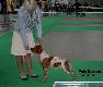  spaniel breto�ski ,brittany,mini  wy�e�
