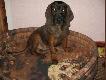 To jest m�j pies, ma 3,5 miesi�ca. 
Alf z �owisk puszczy Bydgoskiej :)