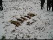 Pokot 7 szarak�w