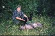 Dziczek nim znalaz� si� w polu widzenia lunety Diany musia� zerwa� si� z wnyka!!! (wyra�nie przeci�ta sk�ra w okolicy karku). Ten szcz�liwy piesek to m�j Roku�, kt�ry w swoin ziemskim �yciu mia� jedyn� przygod� �owieck� - zachowa� si� jak prawdziwy my�liwski pies - doszed� i g�osi� tego dzika. Dzi�ki niemu dzik zosta� znaleziony i dostrzelony.