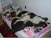 Psy by�y wyko�czone, w ko�cu mia�y o wiele wi�cej pracy ni� w Sarnowicach