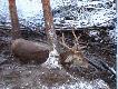 Byk ju� uwolniony. Jest tak os�abiony, �e przez kilka minut lezy i nie wiemy co robi�.