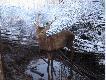 Uratowany byczek w pe�nej okaza�o�ci - mia�em pe�ne portki jak robi�em t� fotk� :)