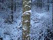 Stalowa linka solidnie przytwierdzona do drzewa.