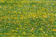 Przyroda
