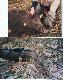 Odyniec-131kg, listopad 2005r.
Perukarz-wrzesie� 2004r.