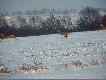 Sarenki cz�sto by�y w miotach. Na zdjeciu z myszo�owem w tle (nad drzewkami)