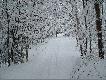 Bardzo duzo �niegu by�o w lesie.Stwarza�o to ci�kie waruki zar�wno dla zwierzyny jak i dla nas...