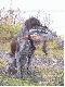 Pierwszy w �yciu Gery aport g�si.