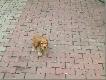 M�j Cocker Spaniel
Przysz�y przyjaciel na polowania.:)
